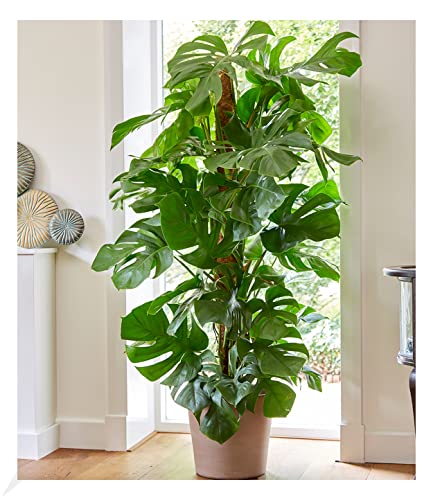 BALDUR Garten Monstera - Fensterblatt ca. 60-70 cm hoch, 1 Pflanze,...